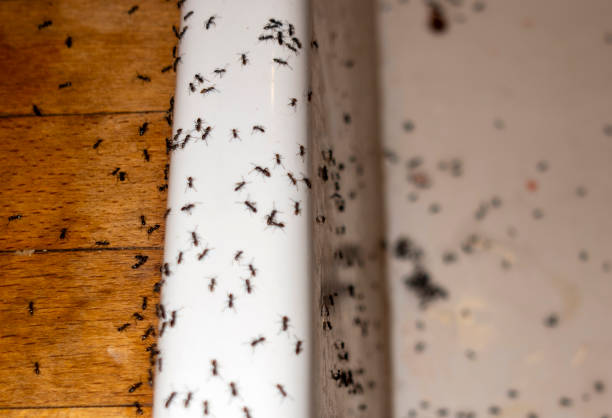Pest Prevention Services in Las Lomas, TX