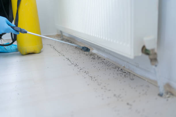 Best Local Pest Control Services  in Las Lomas, TX