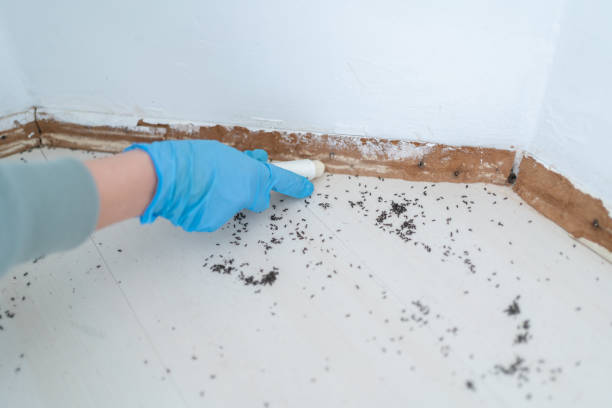 Best Exterminator Services  in Las Lomas, TX
